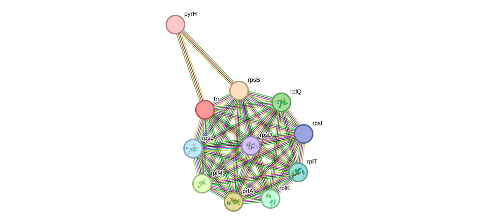 STRING protein interaction network