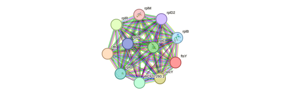 STRING protein interaction network