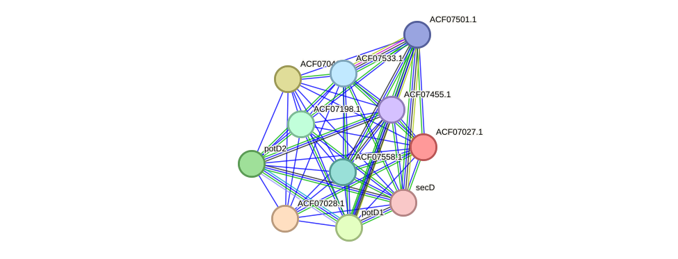 STRING protein interaction network