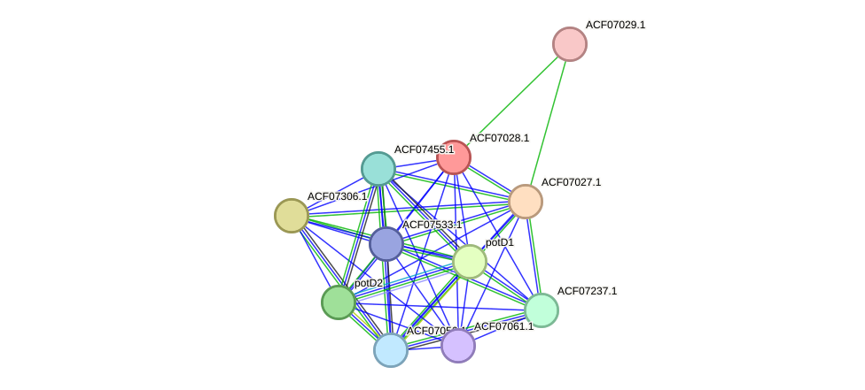 STRING protein interaction network
