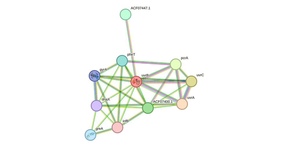 STRING protein interaction network