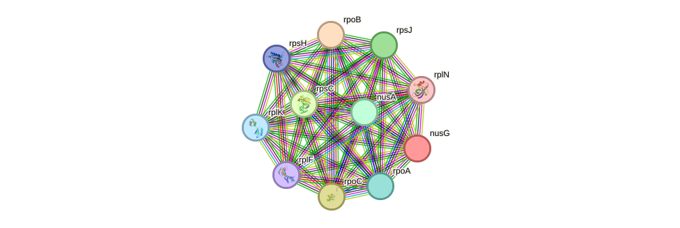 STRING protein interaction network