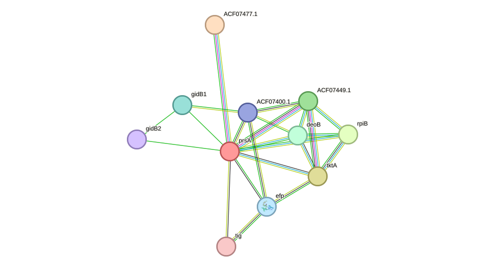 STRING protein interaction network