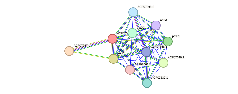 STRING protein interaction network