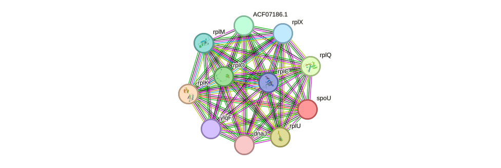 STRING protein interaction network