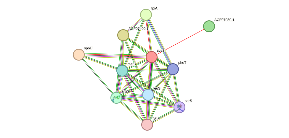 STRING protein interaction network