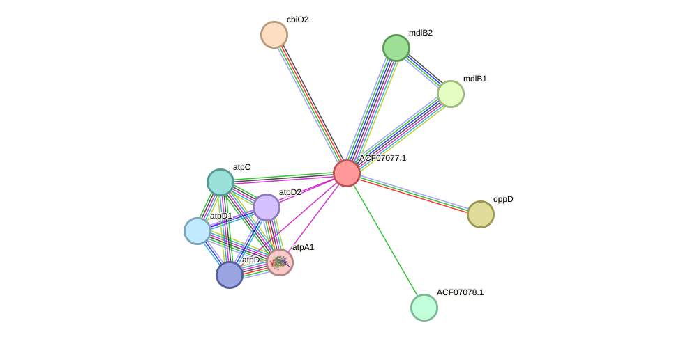 STRING protein interaction network