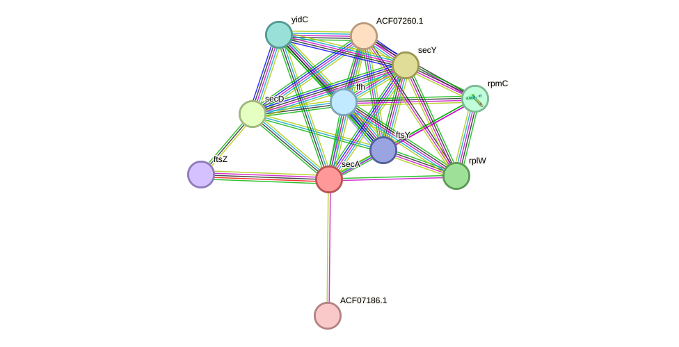 STRING protein interaction network