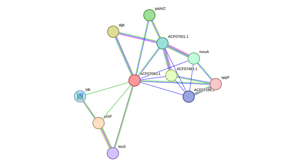 STRING protein interaction network