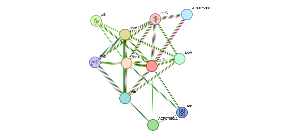 STRING protein interaction network