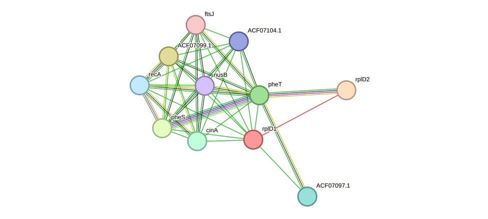 STRING protein interaction network