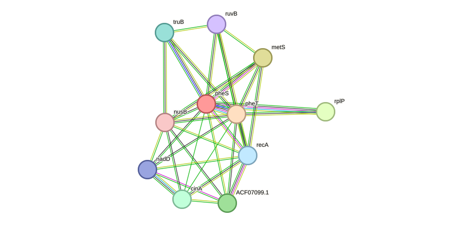 STRING protein interaction network