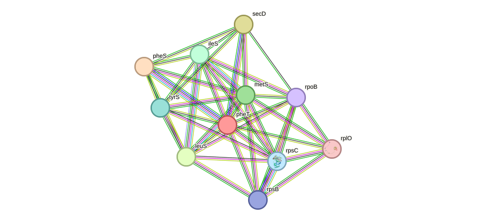 STRING protein interaction network