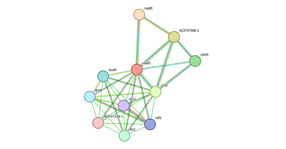 STRING protein interaction network