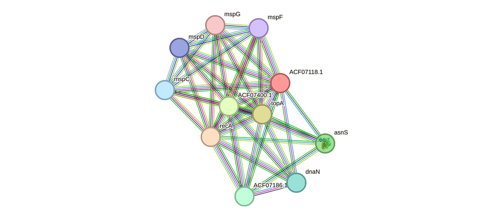 STRING protein interaction network