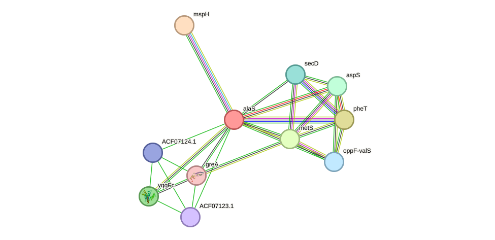 STRING protein interaction network