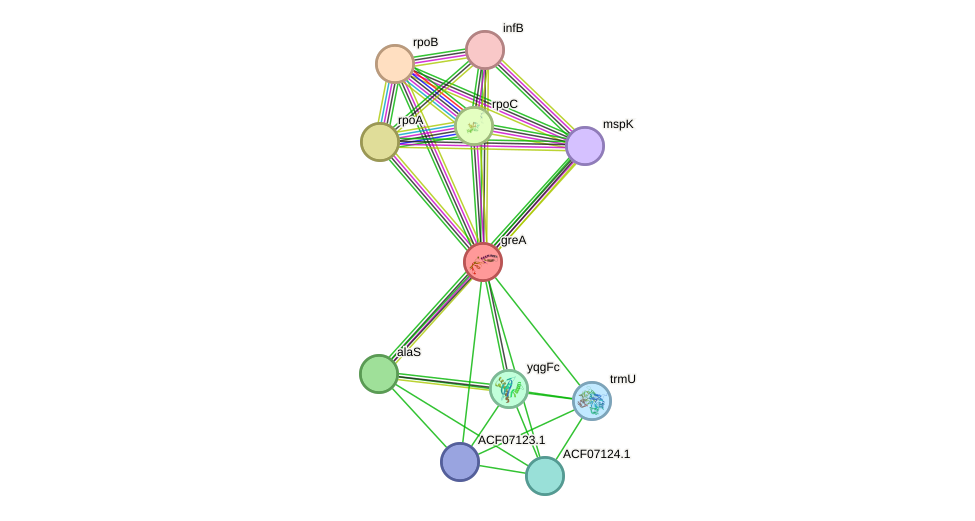 STRING protein interaction network