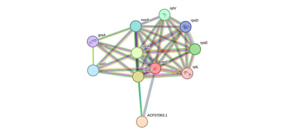 STRING protein interaction network