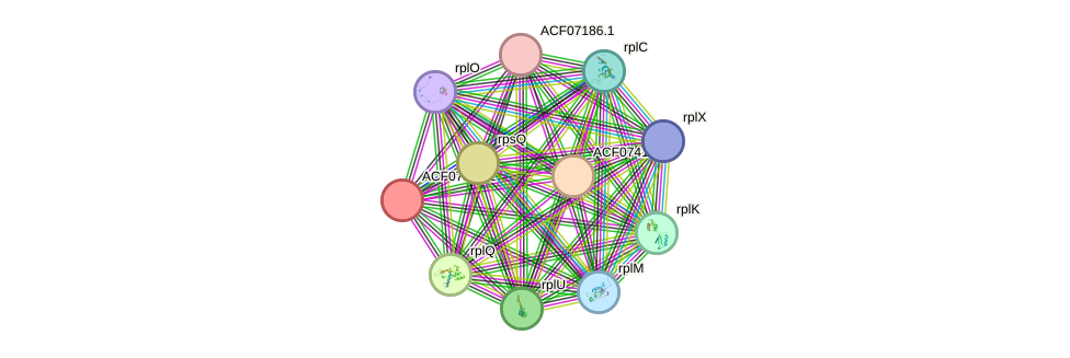 STRING protein interaction network