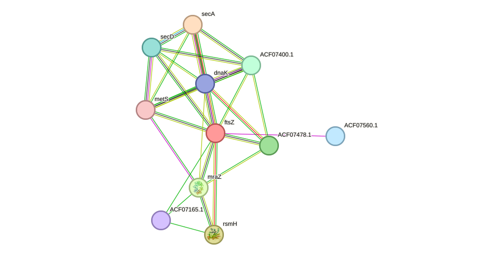 STRING protein interaction network