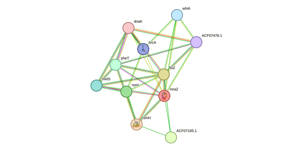 STRING protein interaction network