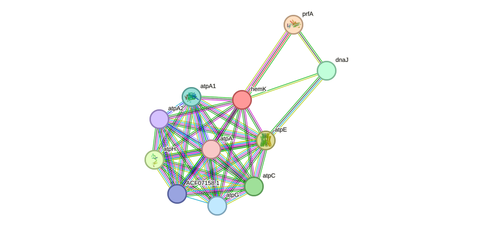 STRING protein interaction network