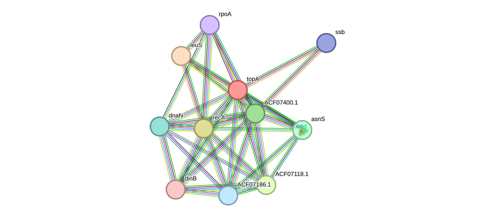 STRING protein interaction network