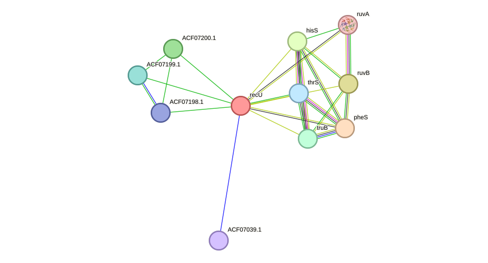 STRING protein interaction network