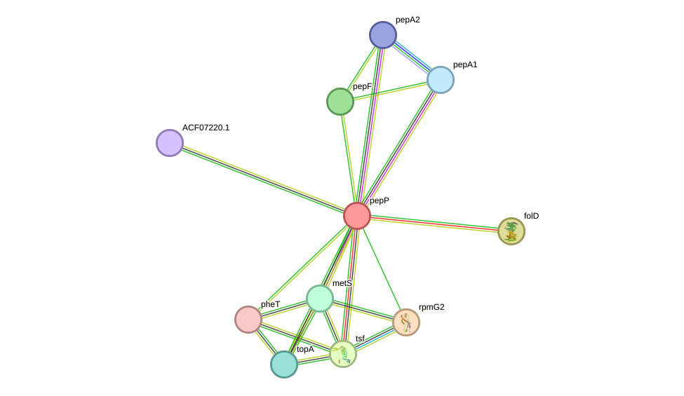 STRING protein interaction network