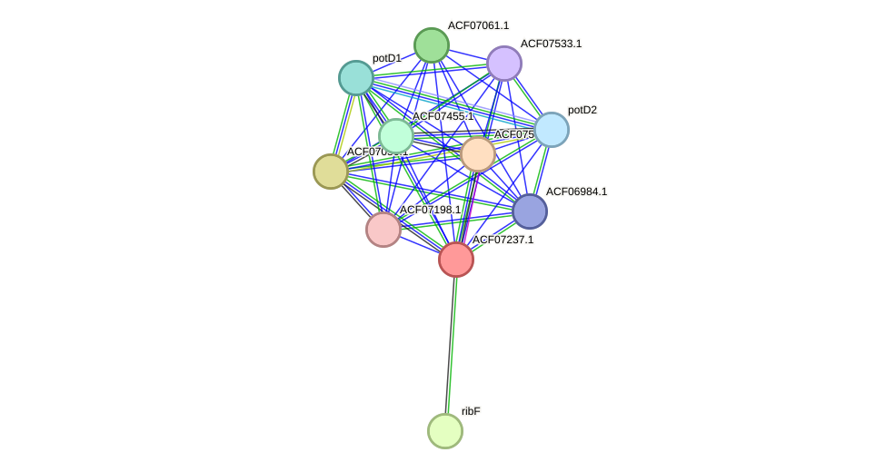 STRING protein interaction network