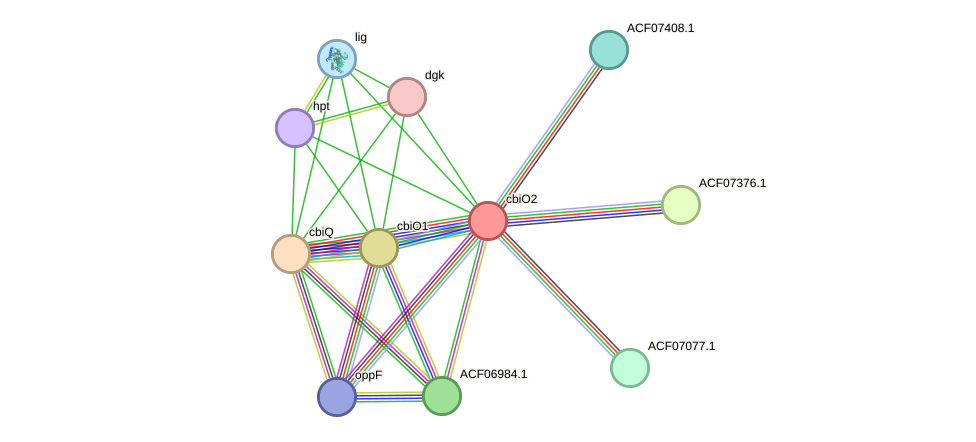 STRING protein interaction network