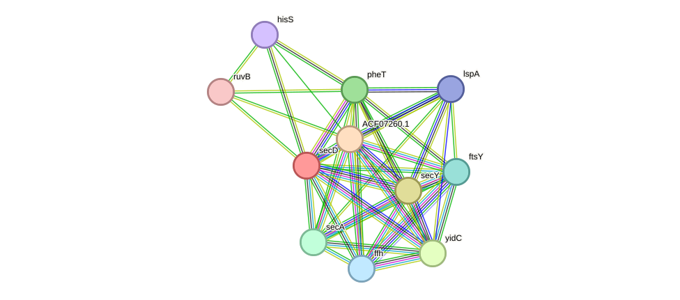 STRING protein interaction network