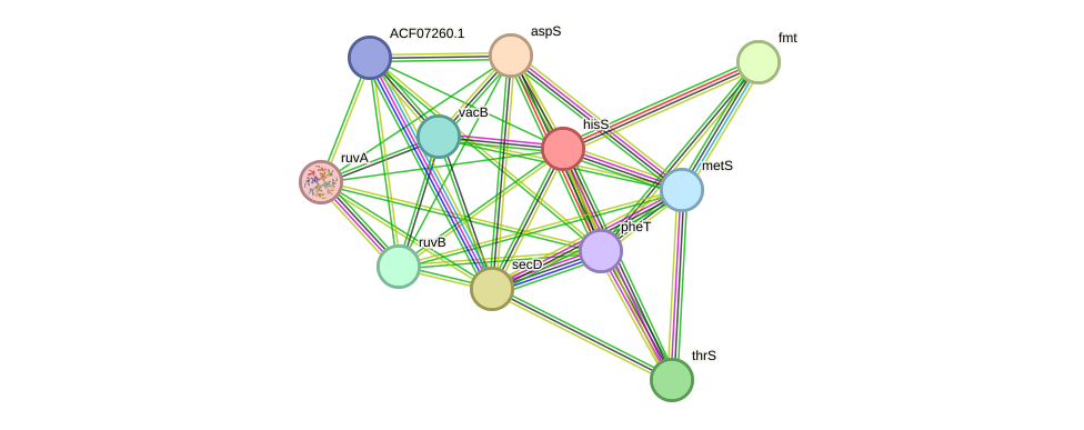 STRING protein interaction network