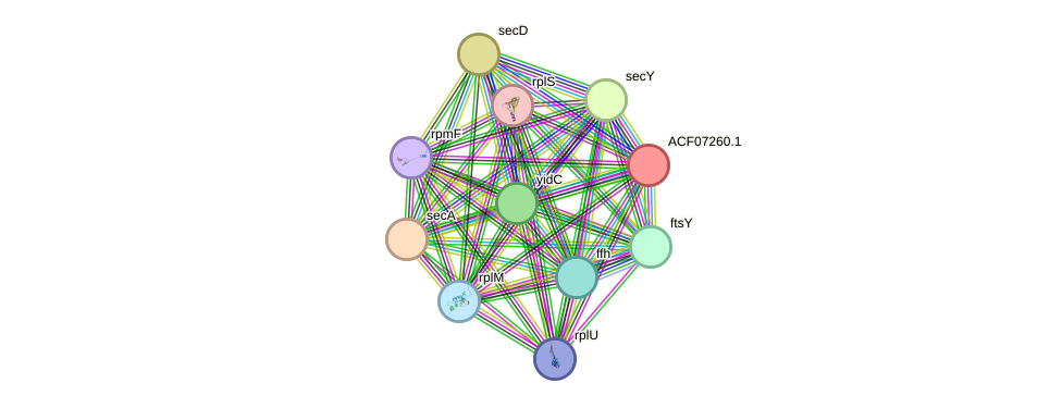 STRING protein interaction network