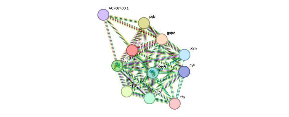 STRING protein interaction network
