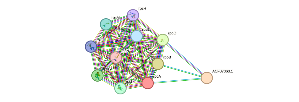 STRING protein interaction network