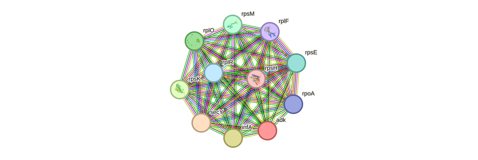 STRING protein interaction network