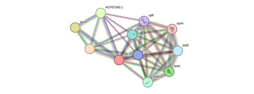 STRING protein interaction network