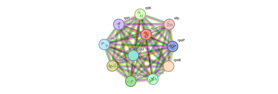STRING protein interaction network