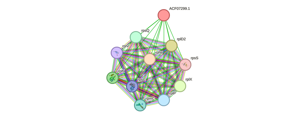 STRING protein interaction network