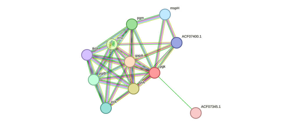STRING protein interaction network