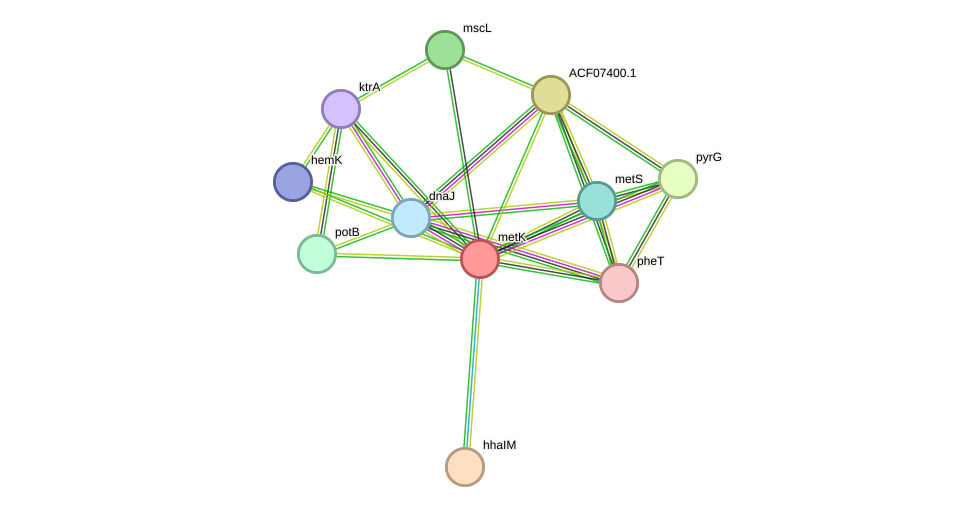 STRING protein interaction network