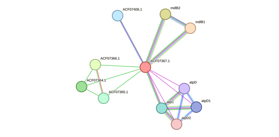 STRING protein interaction network