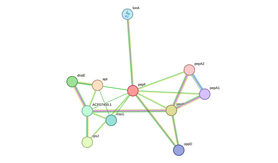 STRING protein interaction network
