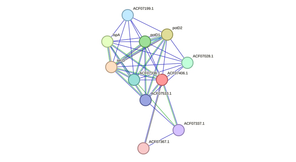 STRING protein interaction network
