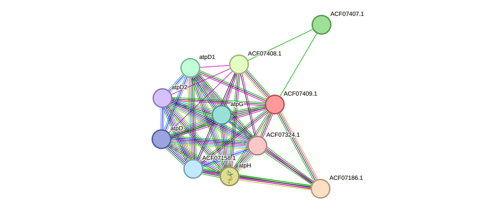 STRING protein interaction network