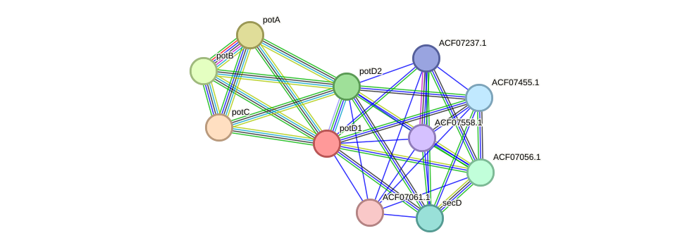 STRING protein interaction network