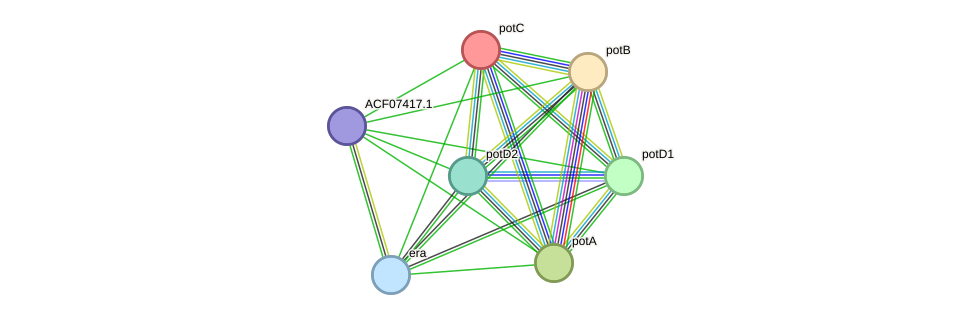 STRING protein interaction network
