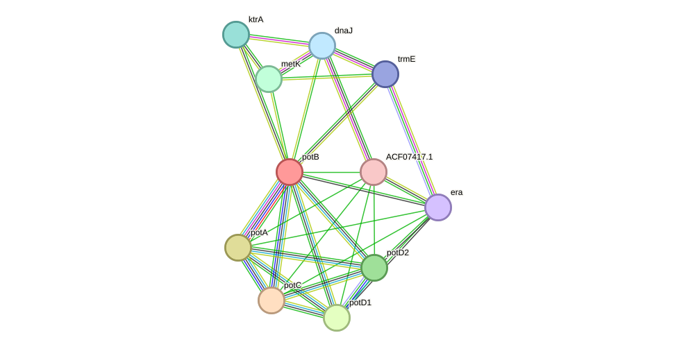 STRING protein interaction network