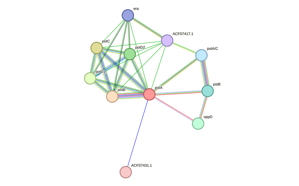 STRING protein interaction network
